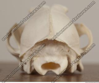 Photo References of Skull